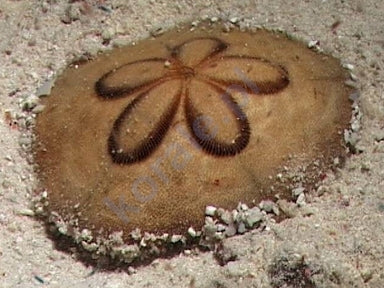 Sand Dollar (Clypeaster Humilis) - Blue Touch Aquatics