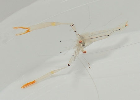 Red Claw Shrimp (Cuapetes Tenuipes) - Blue Touch Aquatics