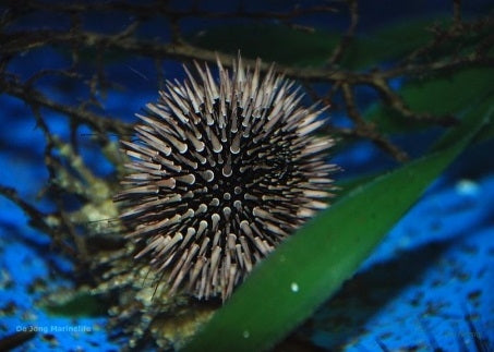 Burrowing Urchin Premium Colour (Echinometra Mathaei) - Blue Touch Aquatics