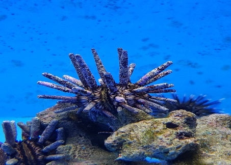 Slate Pencil Urchin (Eucidaris Tribuloides) - Blue Touch Aquatics
