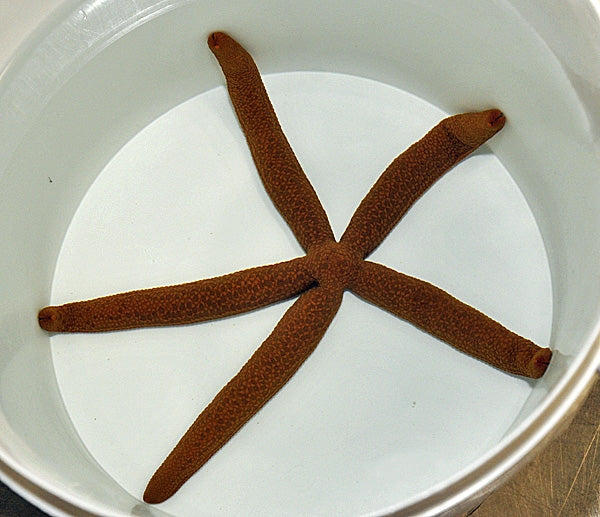 Common Comet Starfish (Linckia Guildingi) - Blue Touch Aquatics