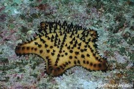 Pacific Chocolate Chip Starfish (Nidorellia Armata) - Blue Touch Aquatics