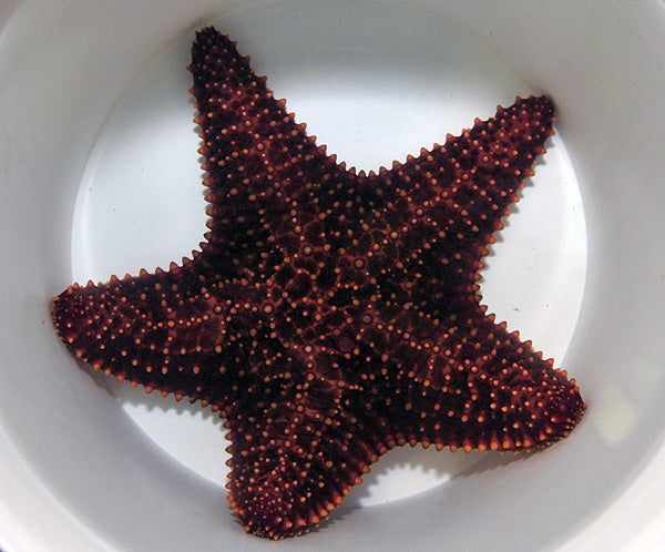 Red Cushion Seastar (Oreaster Reticulatus) - Blue Touch Aquatics