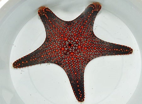 Panamic Cushion Star (Pentaceraster Cumingi) - Blue Touch Aquatics