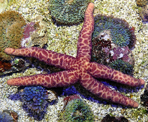 Mosaic Sea Star (Plectaster Decanus) - Blue Touch Aquatics