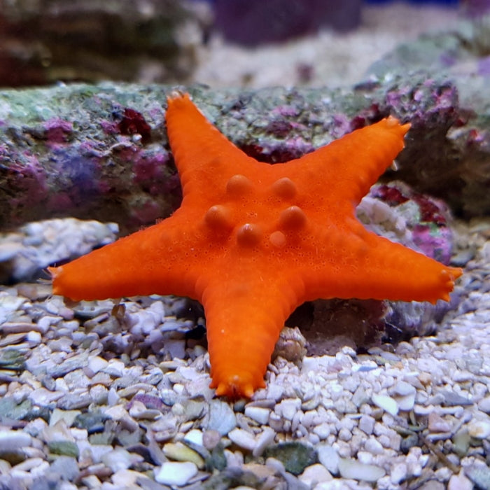 Horned Sea Star (Protoreaster spp. Orange) - Blue Touch Aquatics