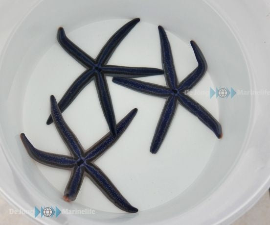 Blue Sea Star (Phataria Unifascialis) - Blue Touch Aquatics