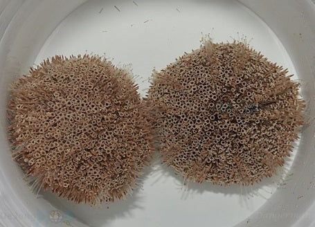 Flower Urchin (Toxopneustes Roseus) - Blue Touch Aquatics