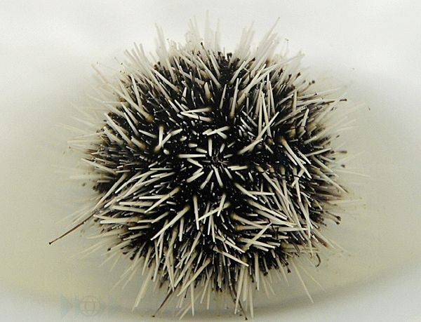 Sea Egg Urchin (Tripneustes Ventricosus) - Blue Touch Aquatics