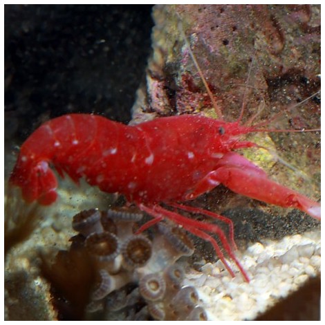 Pistol Shrimp (Alpheus Fasqueli) - Marine Invert - Blue Touch Aquatics