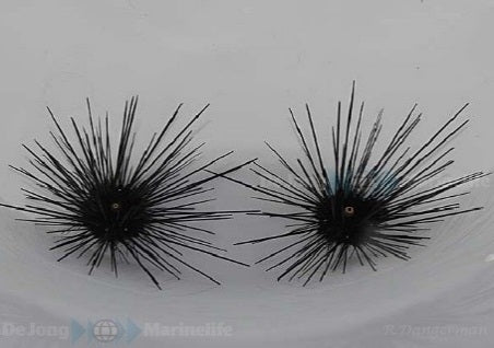Long-Spined Sea Urchin (Diadema Setosum) - Blue Touch Aquatics