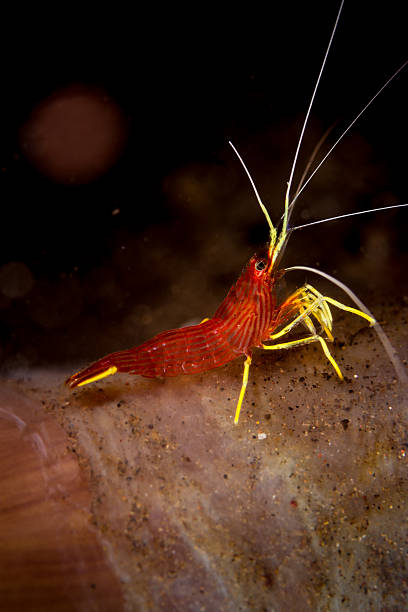Red-Striped Cleaner Shrimp (Lysmatella Prima) -Marine Invert - Blue Touch Aquatics