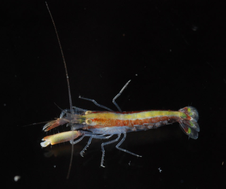 Stripe Snapping Shrimp (Alpheus Formosus) - Blue Touch Aquatics