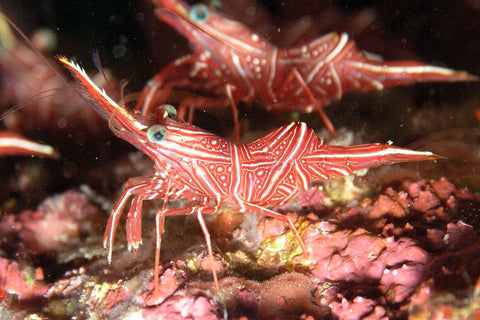 Camel Shrimp (Rhynchocinetes Durbanensis) - Blue Touch Aquatics