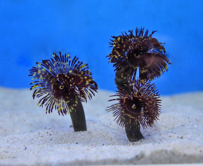 Feather Duster (Sabellastarte Special) - Blue Touch Aquatics
