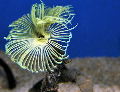 Feather Duster (Sabellastarte Yellow) - Blue Touch Aquatics