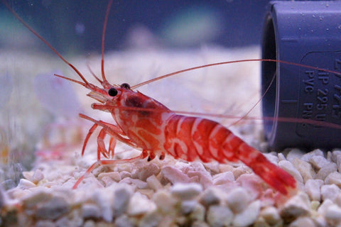 Striped Shrimp (Lysmata Kuekenthali) - Blue Touch Aquatics