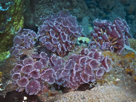 Cluster Duster Worm (Bispera brunnea Red) - Blue Touch Aquatics
