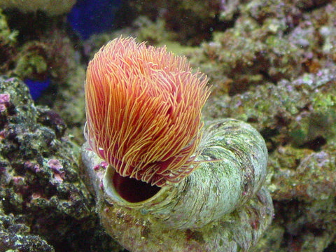 Hard Tubeworm (Protula Bispiralis Orange) - Blue Touch Aquatics