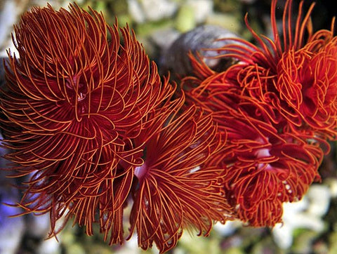 Hard Tubeworm (Protula Bispiralis Red) - Blue Touch Aquatics