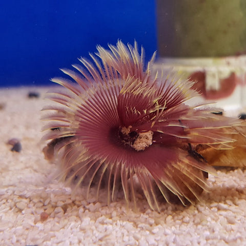 Feather Duster Purple (Sabellastarte Purple) - Blue Touch Aquatics