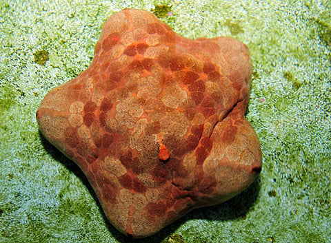 Cushion Starfish (Culcita Novaeguinea) - Blue Touch Aquatics