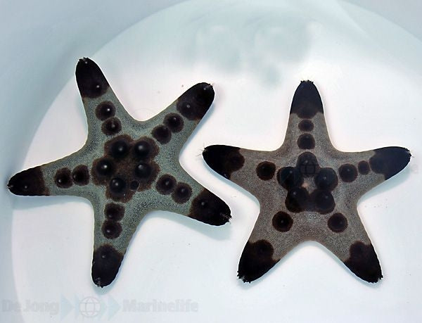 Chocolate Chip Starfish (Protoreaster Nodosus) - Blue Touch Aquatics