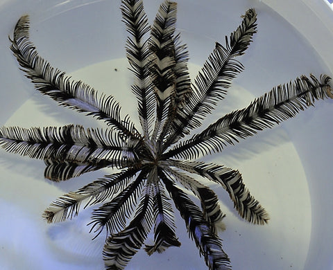 White Featherstar (Comatula spp. Black-White) - Blue Touch Aquatics