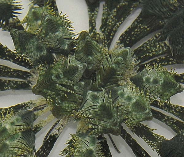 Greenish Featherstar (Comatula spp. Greenish) - Blue Touch Aquatics