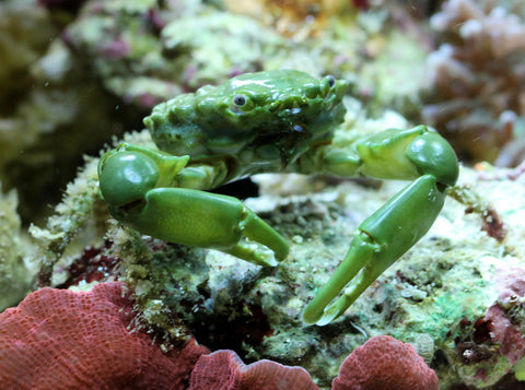 Emerald Crab (Mithraculus Sculptus) - Marine Invert - Blue Touch Aquatics