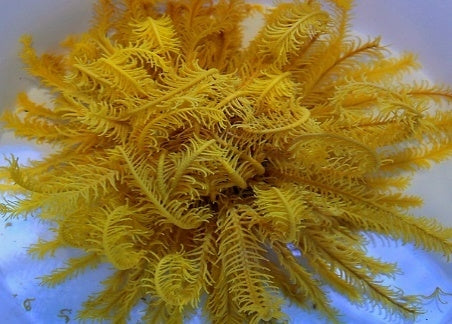 Bright Yellow Featherstar (Comatula spp. Bright Yellow) - Blue Touch Aquatics