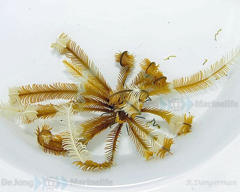 Yellowish Colored Featherstar (Comatula spp. Yellowish) - Blue Touch Aquatics