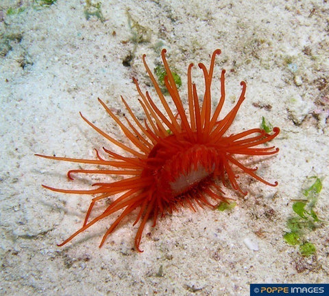 Limaria Orientalis Scallop - Blue Touch Aquatics