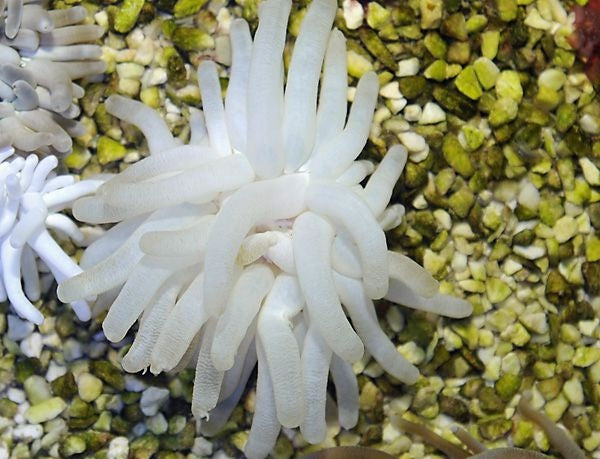 Giant Sea Anemone (Condylactis Gigantea) - Blue Touch Aquatics