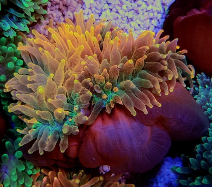 Bubble Tip Anemone (Entacmaea Quadricolor Sunburst/Rainbow) - Blue Touch Aquatics