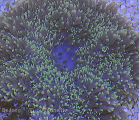 Sand Anemone (Heteractis Aurora Green) - Blue Touch Aquatics