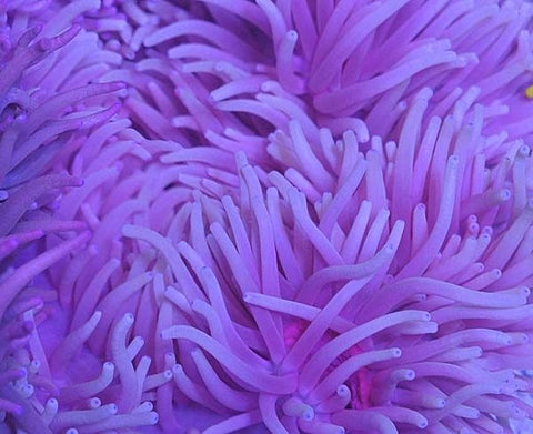 Sebae Anemone (Heteractis Crispa Purple) - Blue Touch Aquatics
