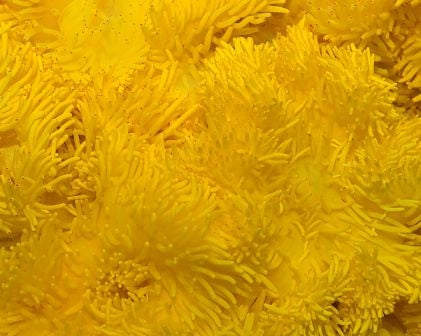 Sebae Anemone (Heteractis Crispa Yellow) - Blue Touch Aquatics