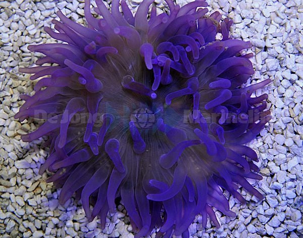 Long Tentacle Anemone (Macrodactyla Doreensis Purple) - Blue Touch Aquatics