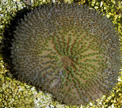 Sun Anemone (Stichodactyla Helianthus Cuba) - Blue Touch Aquatics