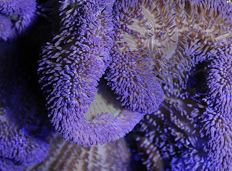 Giant Carpet Anemone (Stichodactyla spp. Purple) - Blue Touch Aquatics