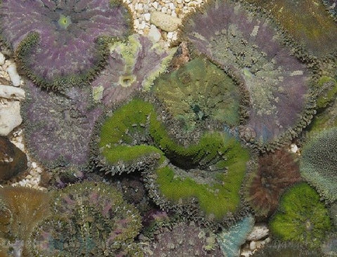 Stichodactyla Tapetum Anemone - Blue Touch Aquatics