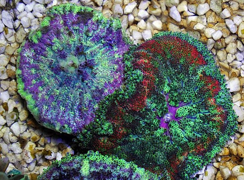 Stichodactyla Tapetum Anemone (Super colored) - Blue Touch Aquatics
