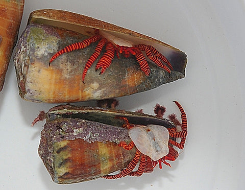 Halloween Hermit Crab (Ciliopagurus Striatus) - Blue Touch Aquatics
