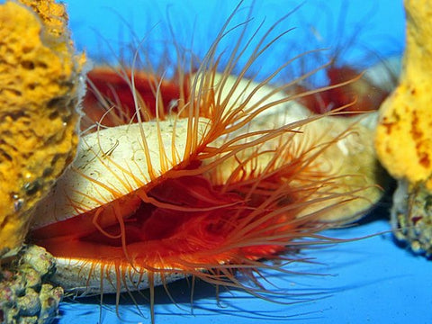 Ctenoides Ales Clam - Blue Touch Aquatics