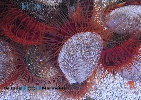 Ctenoides Scaber Scallop - Blue Touch Aquatics