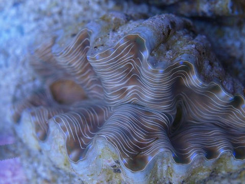 Hippopus Hippopus Clam - Blue Touch Aquatics