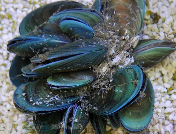 Perna Viridis Asian Green Mussels - Blue Touch Aquatics