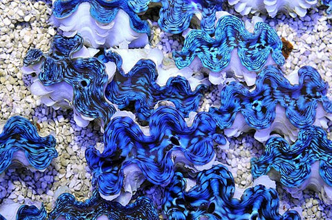 Premium Tridacna Squamosa Clams - Blue Touch Aquatics
