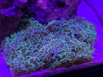 XXL Hammer Coral (Euphyllia Ancora) - WYSIWYG 8"x 4" - Blue Touch Aquatics